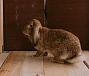 Кролики Рекс и ФБ