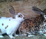 Кролики Рекс и ФБ